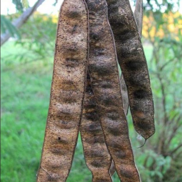 Mimosa Tree 25 Seeds - Picture 5 of 8
